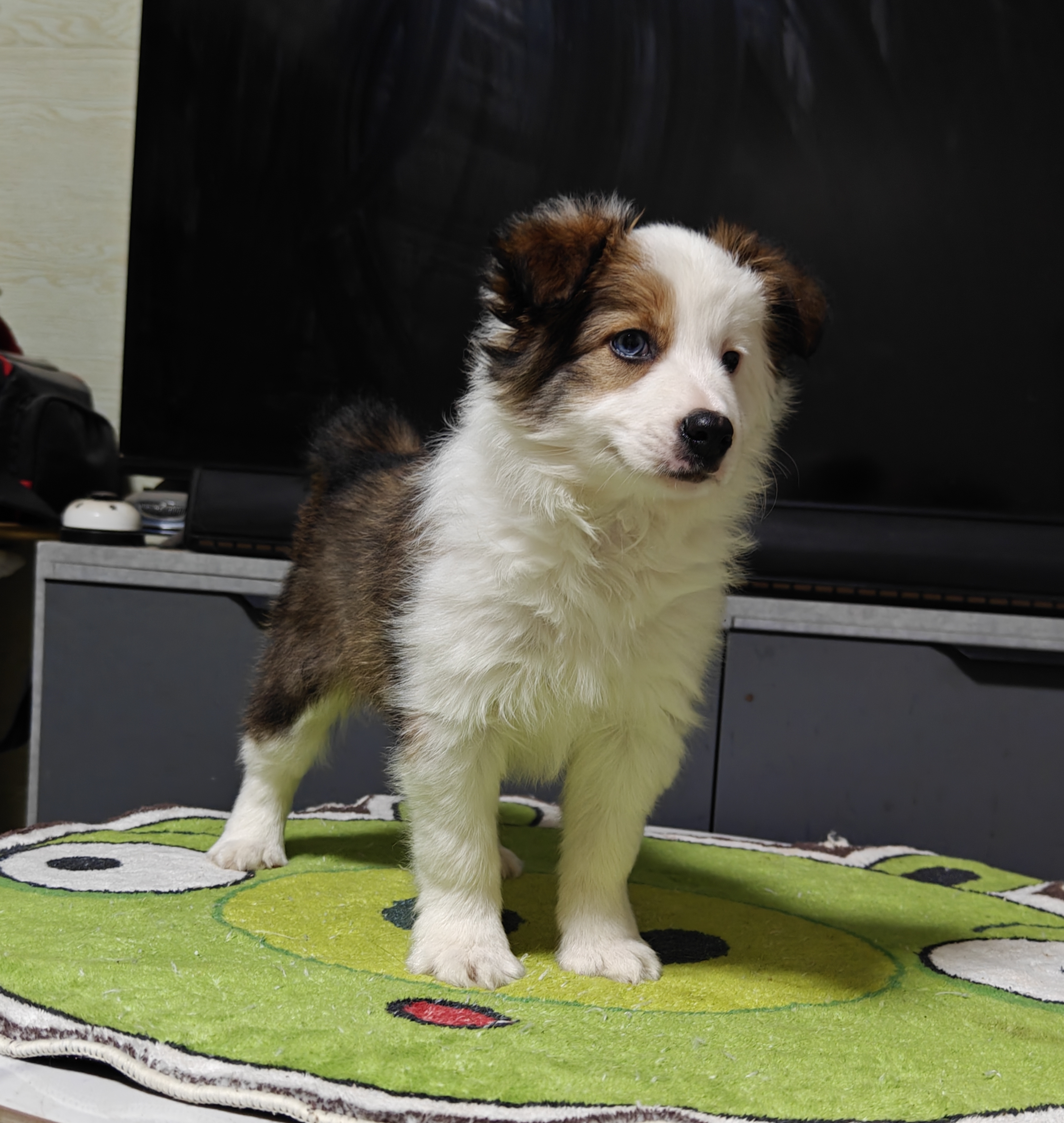 稀有金貂色边牧妹妹